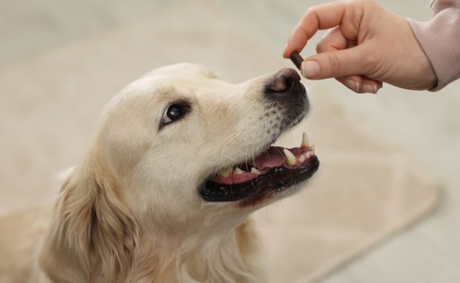 Dog Health Care Products